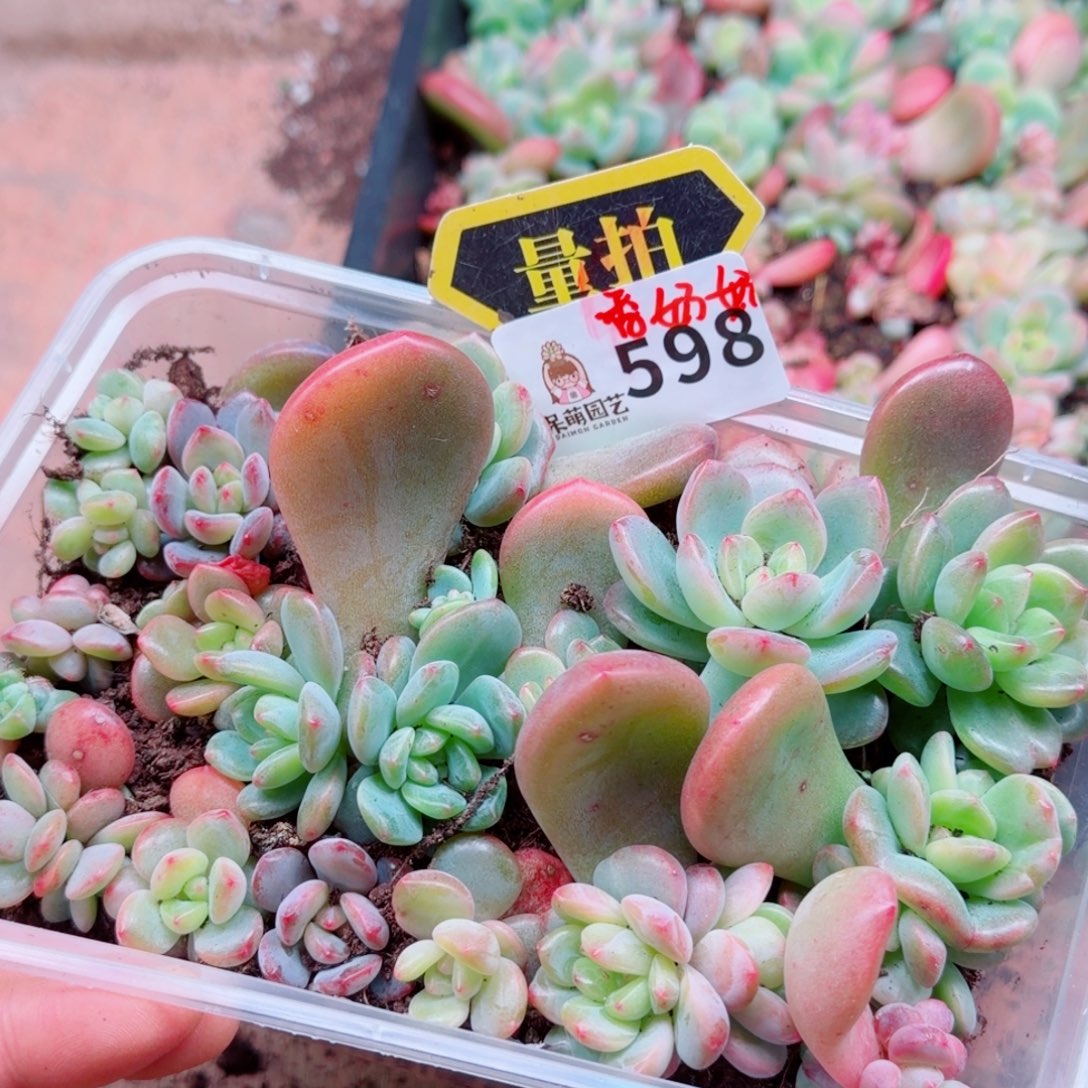 多肉植物多肉植物