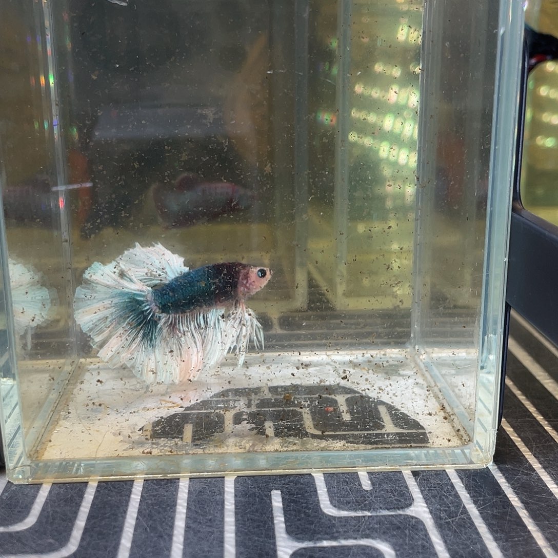 斗鱼3号1211晚hmpk