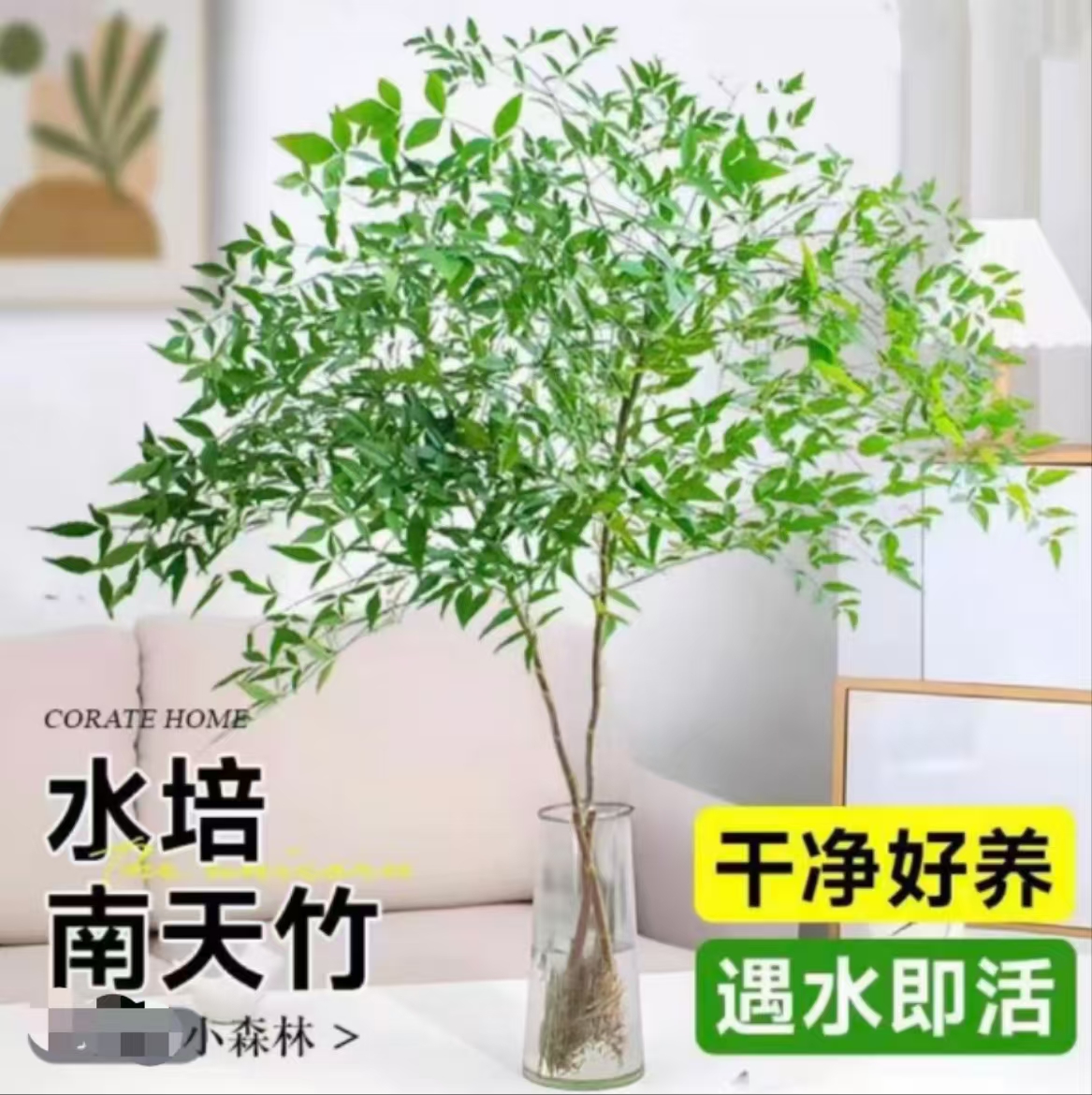 【带根发货】南天竹水培盆栽植物室内客厅好养绿植花卉