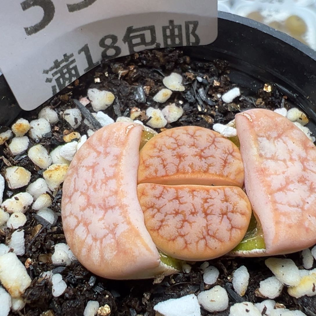 【闪购商品】 339。     
