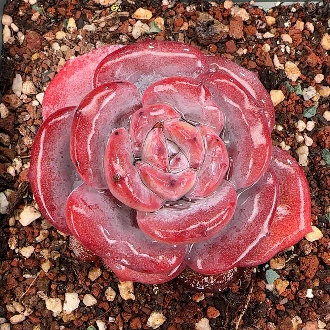 从前慢甄选多肉编号奶茶小