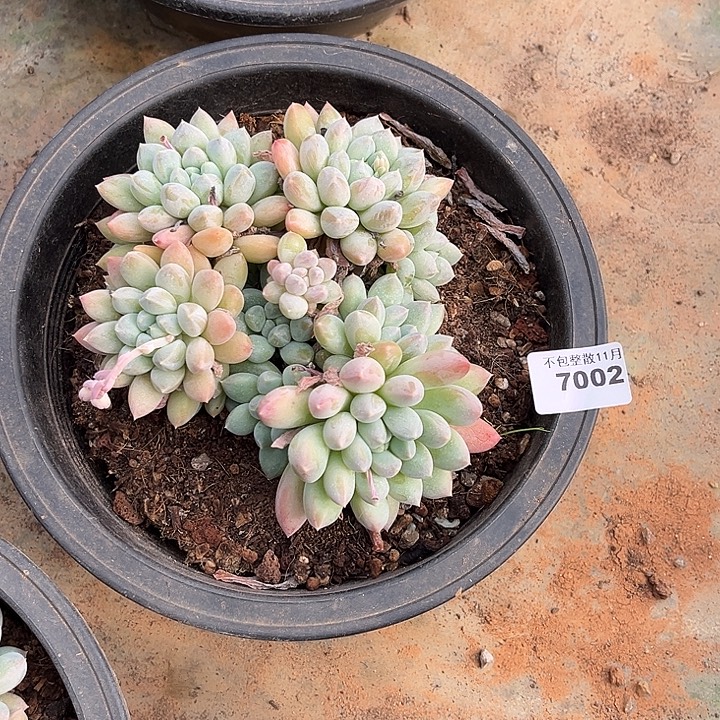 阿雅园艺。      7002奶糖