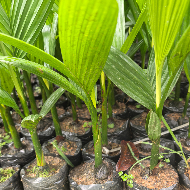 （四叶一芯）海南琼中本地槟榔种子树苗槟榔树批发品种兴隆直发包邮