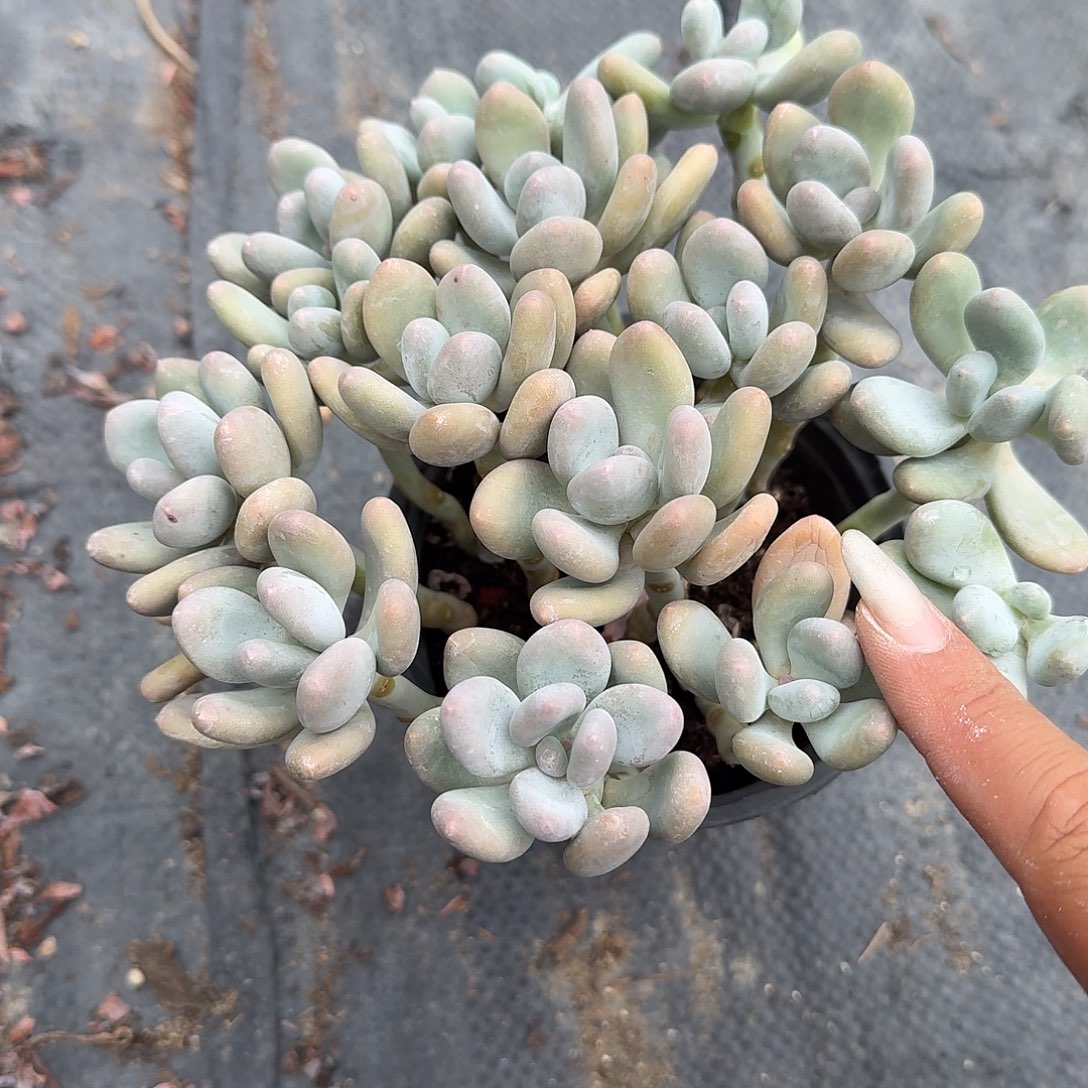 桃美人多肉植物精品