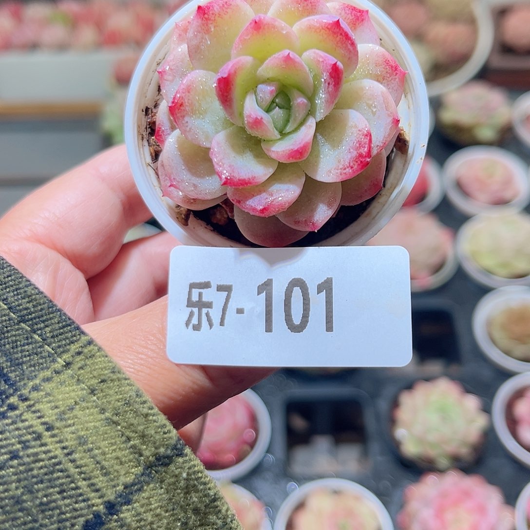 乐7-101 新品单头 