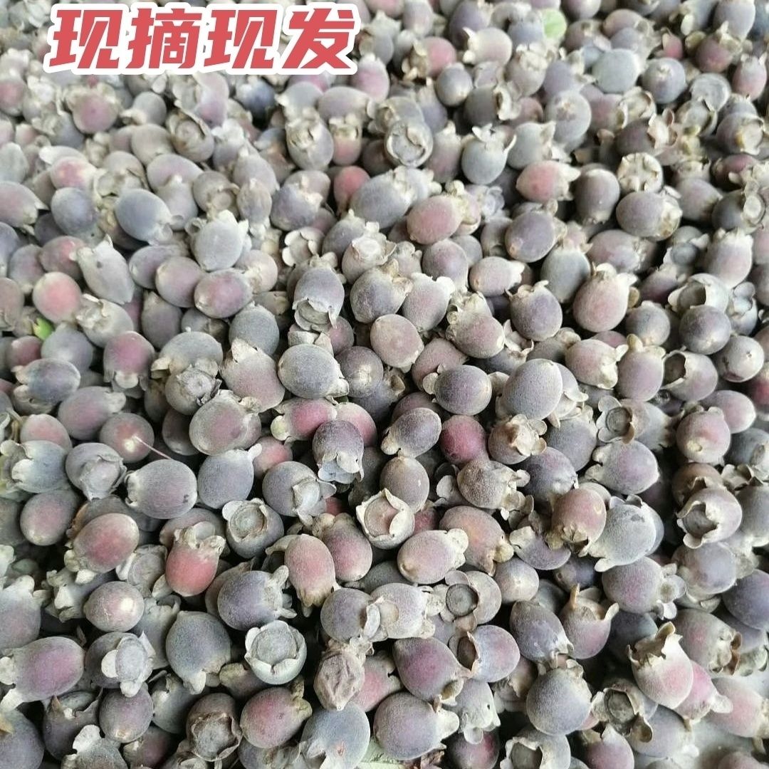 【顺丰包邮】新鲜野外采摘7-8成熟山捻子泡酒专用