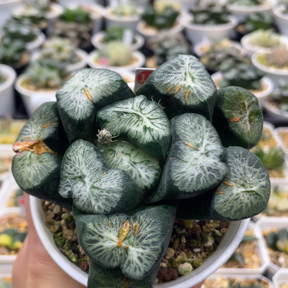 17 翡翠龙万象母本株1111111