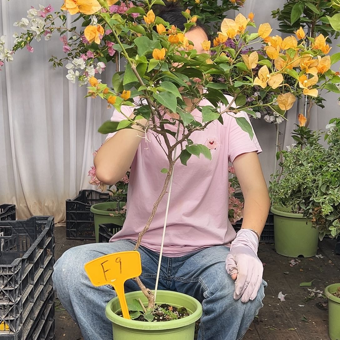 A***人当前无花栽培后可以开花F9金色光辉
