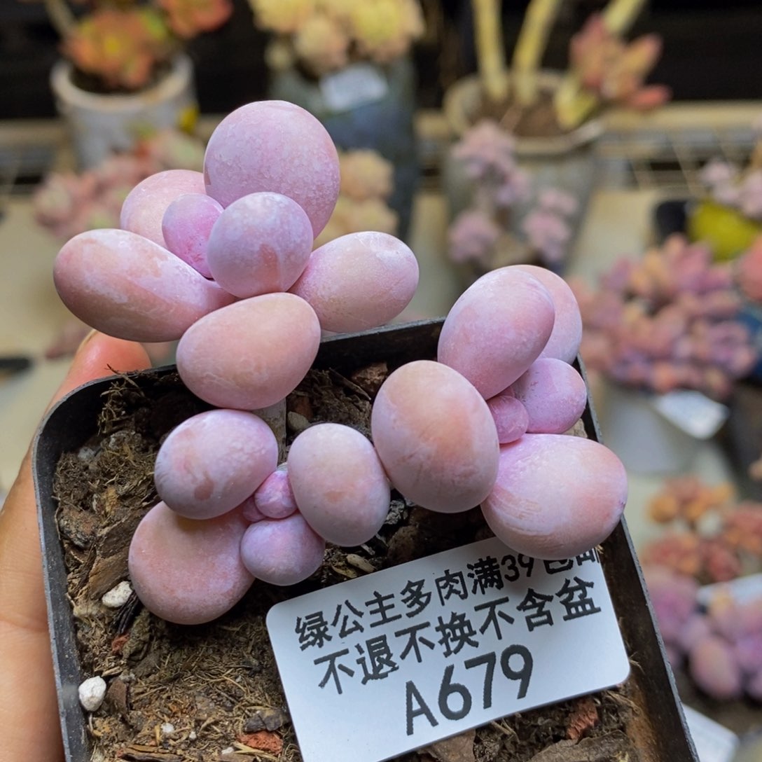 679橙奶多肉肉5cm