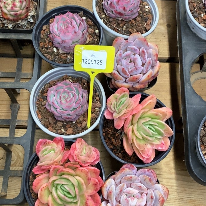 胡*一筐7颗。1209125