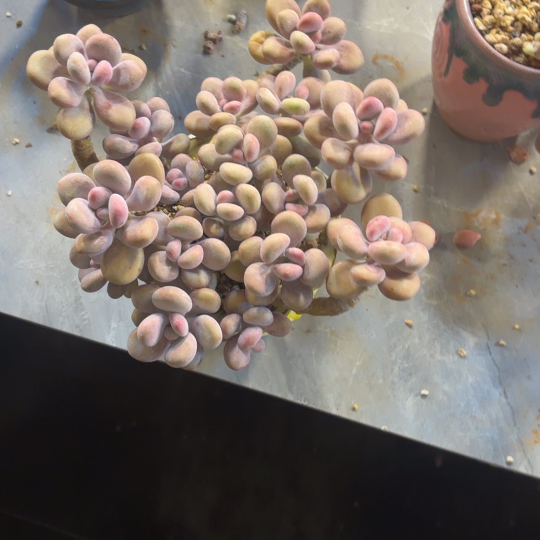 吉*25号老庄多肉植物