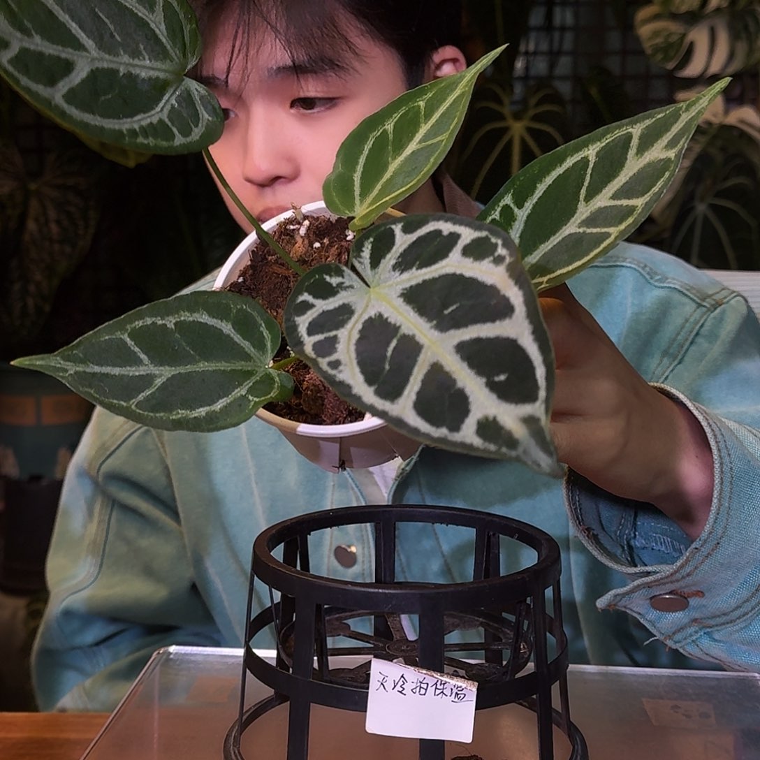不开花植物M72黑水晶杂黑钻石