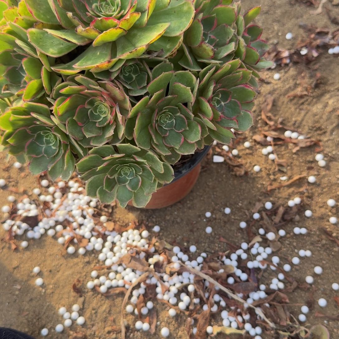 336粉花妖。多肉植物