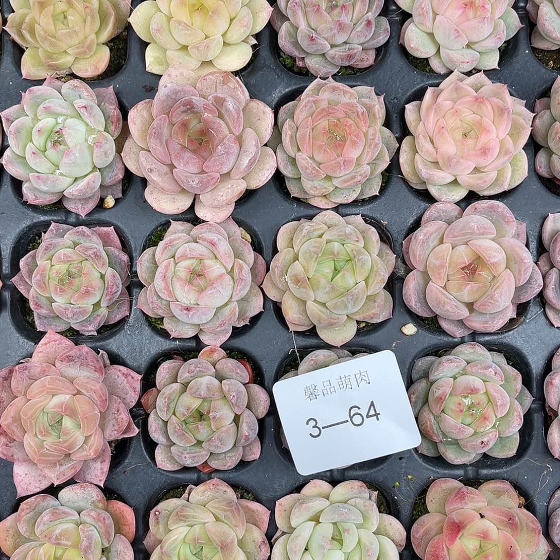 用***0多肉植物一物一拍3-64