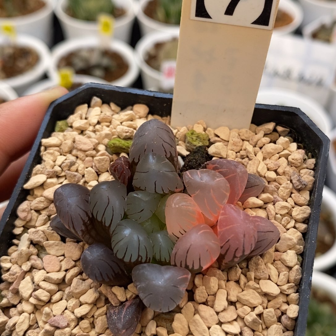 27ob冰灯玉露多肉植物