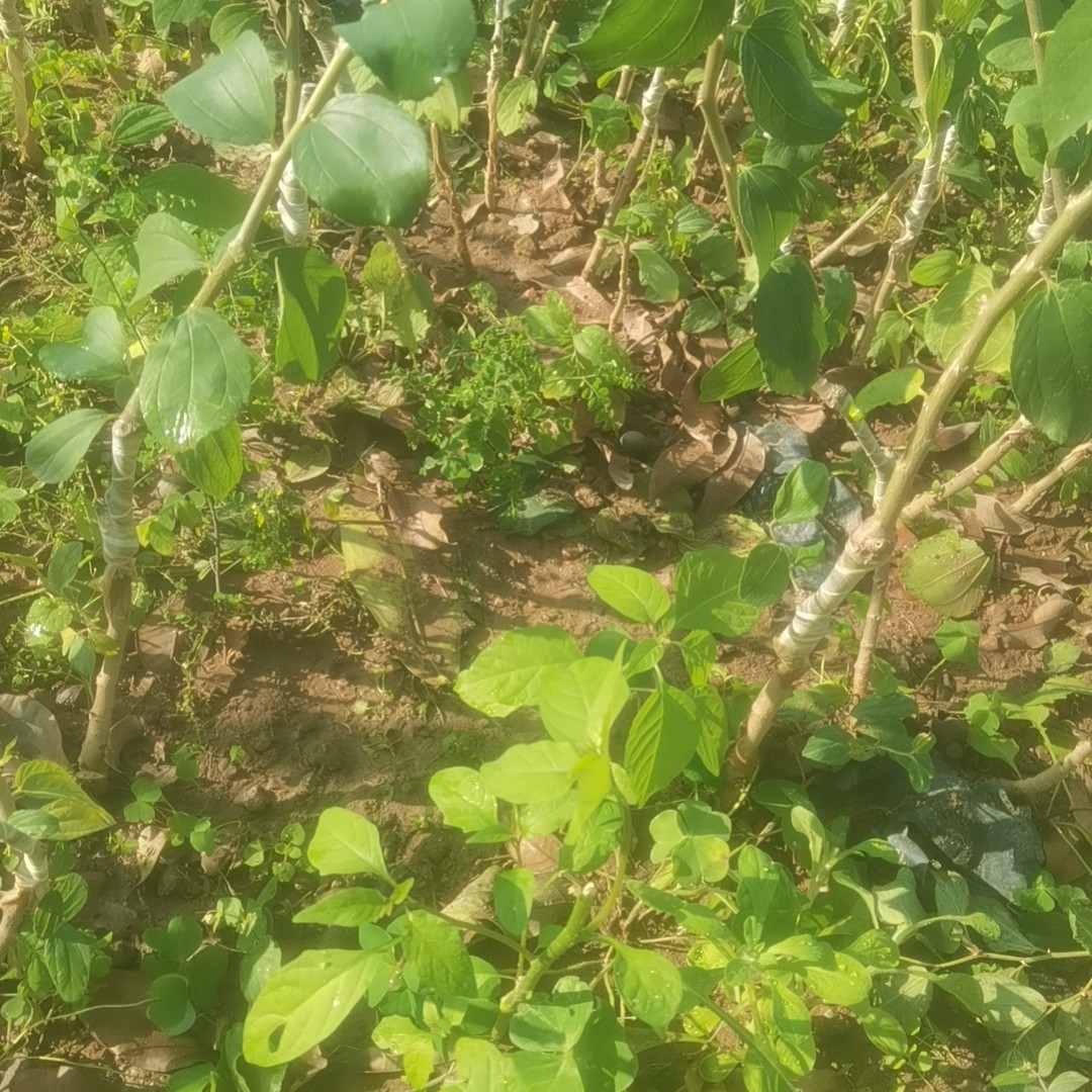 【青姐苗木优选】桃蜜，11号苹果枣，嫁接苗，原盆原土