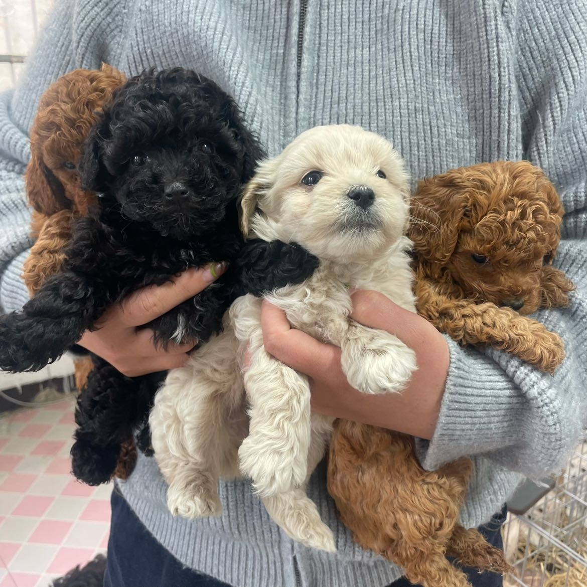 泰迪比熊可卡布美卡小型犬狗狗活体纯种串串一物一拍所见所得