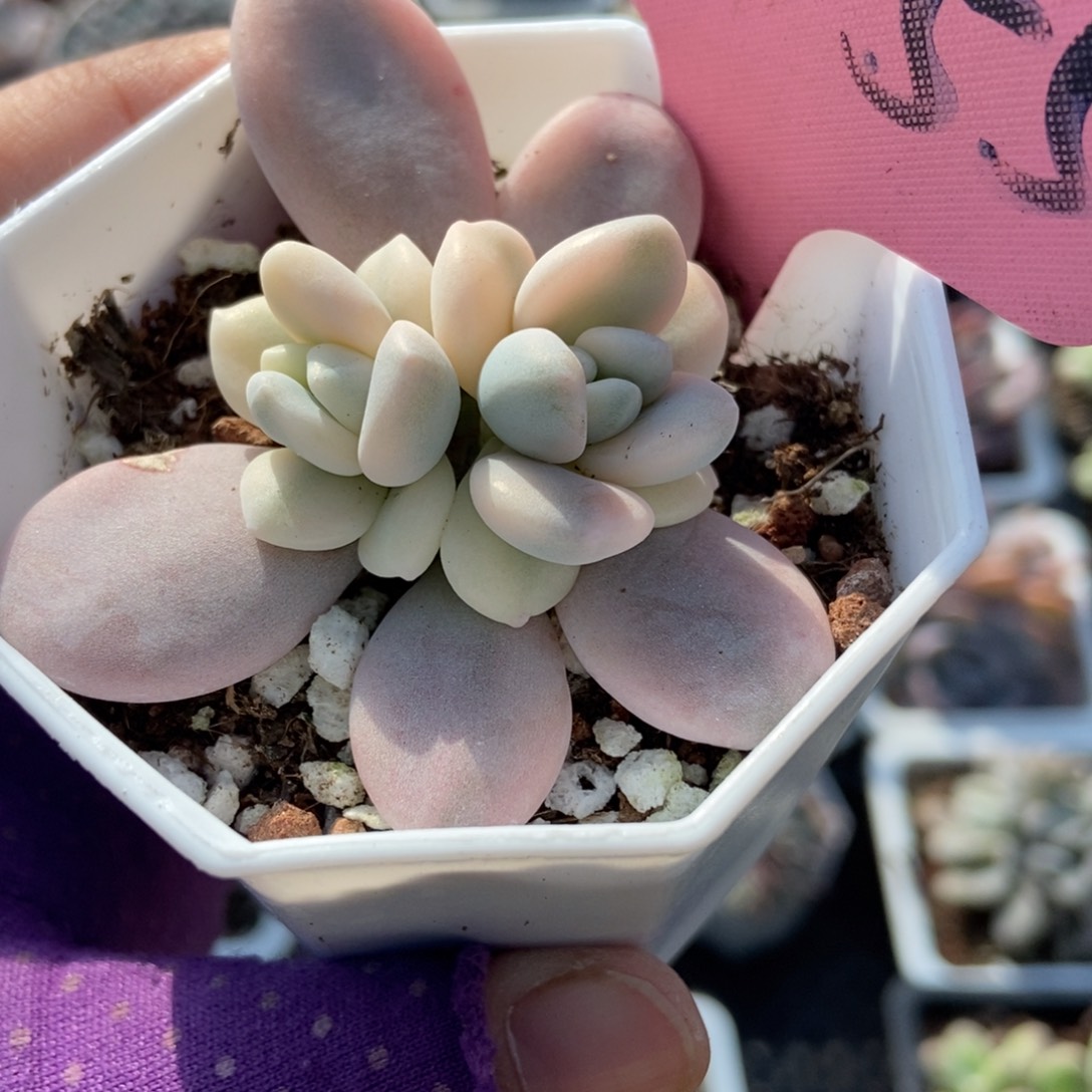 2055洛神锦多肉植物多肉