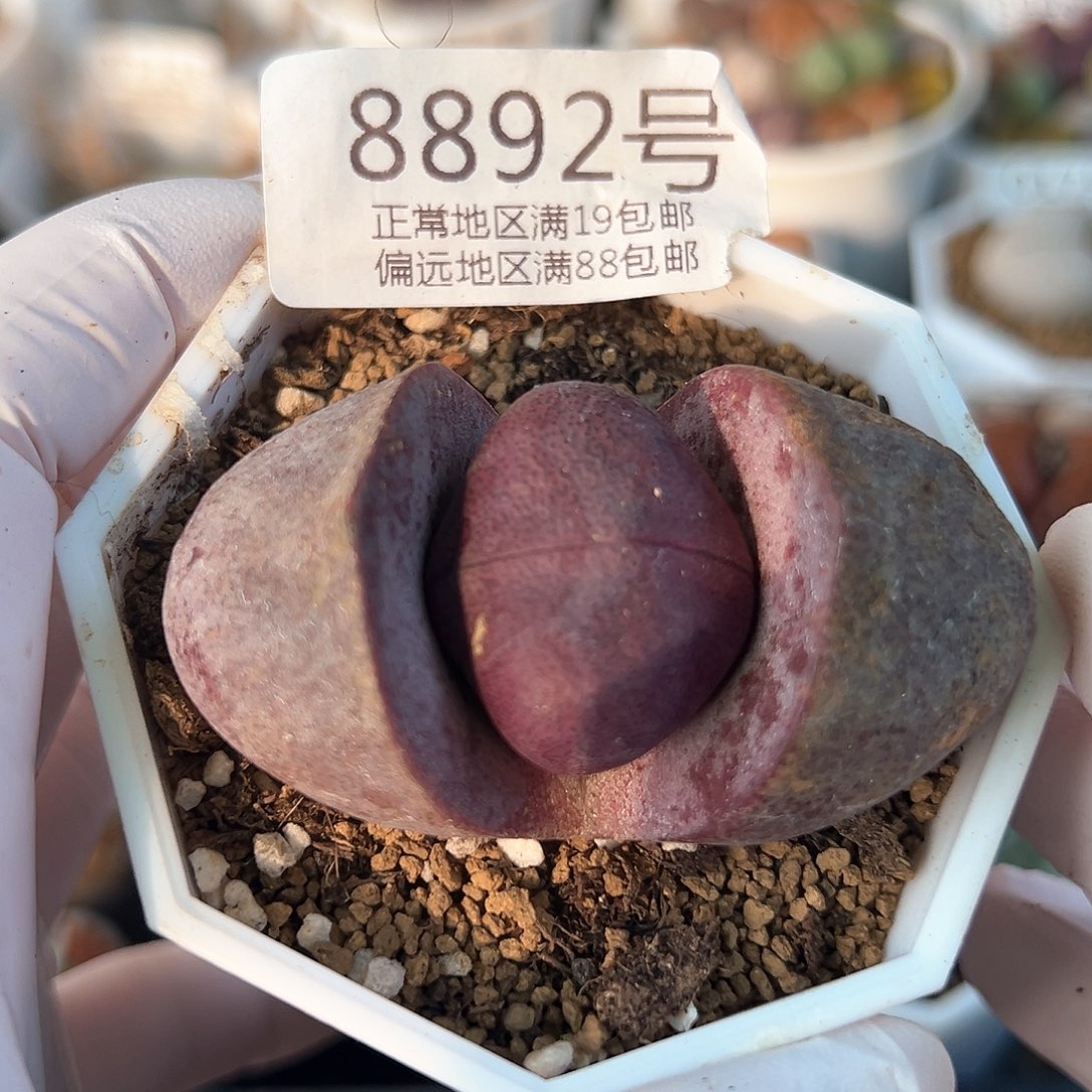 好养易活生石花大母本8892