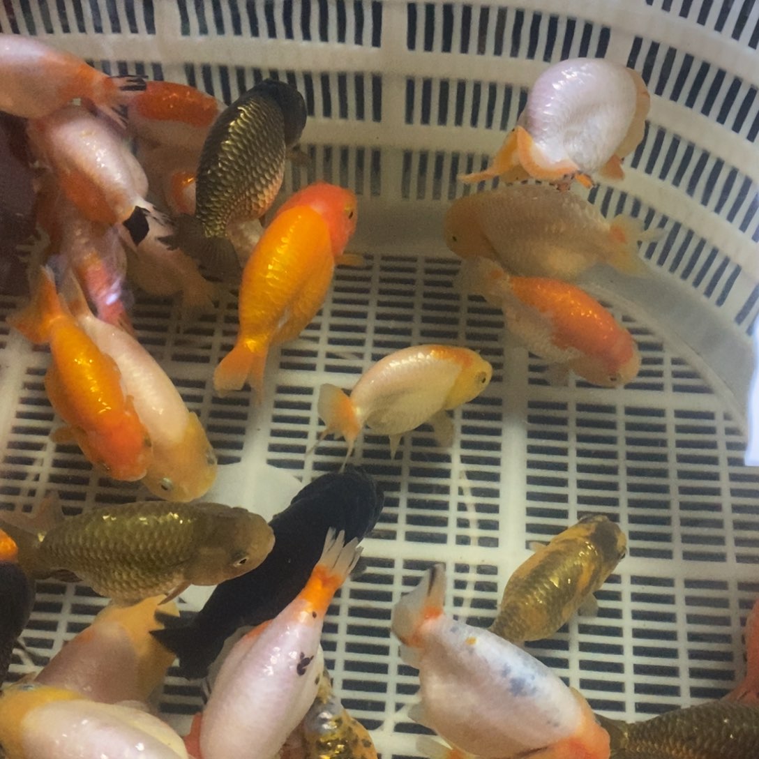 金鱼任选三只包邮