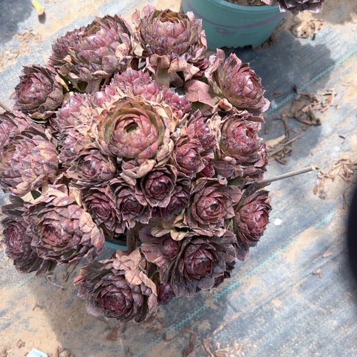 万拉丝多肉多肉多肉30