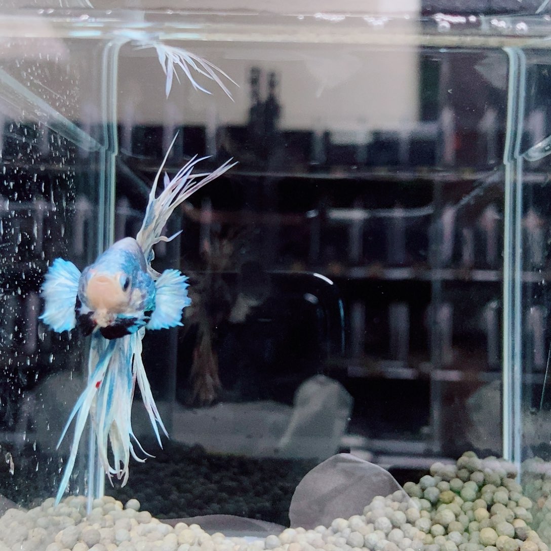 春***燕斗鱼黑204号巨否将军