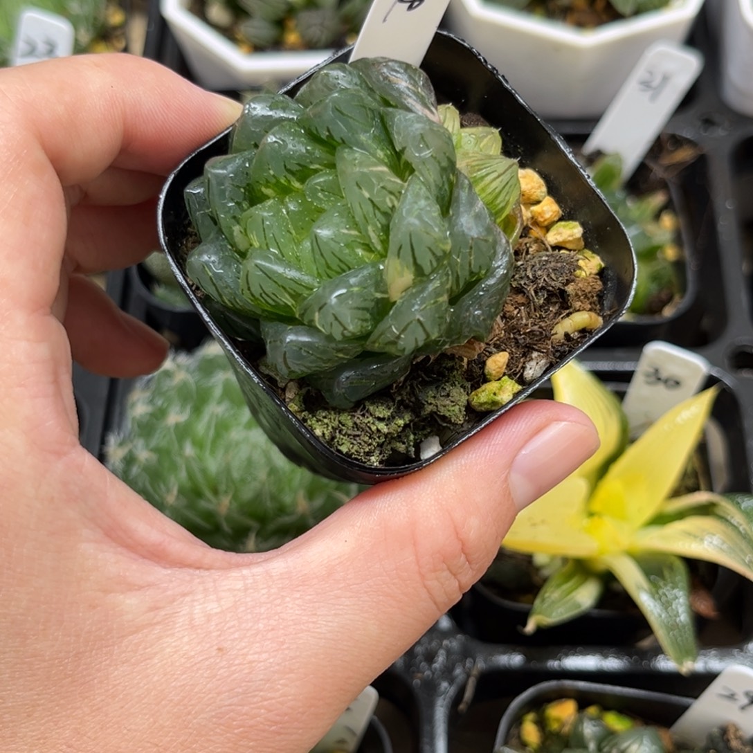 18号双头的龙鳞玉露锦