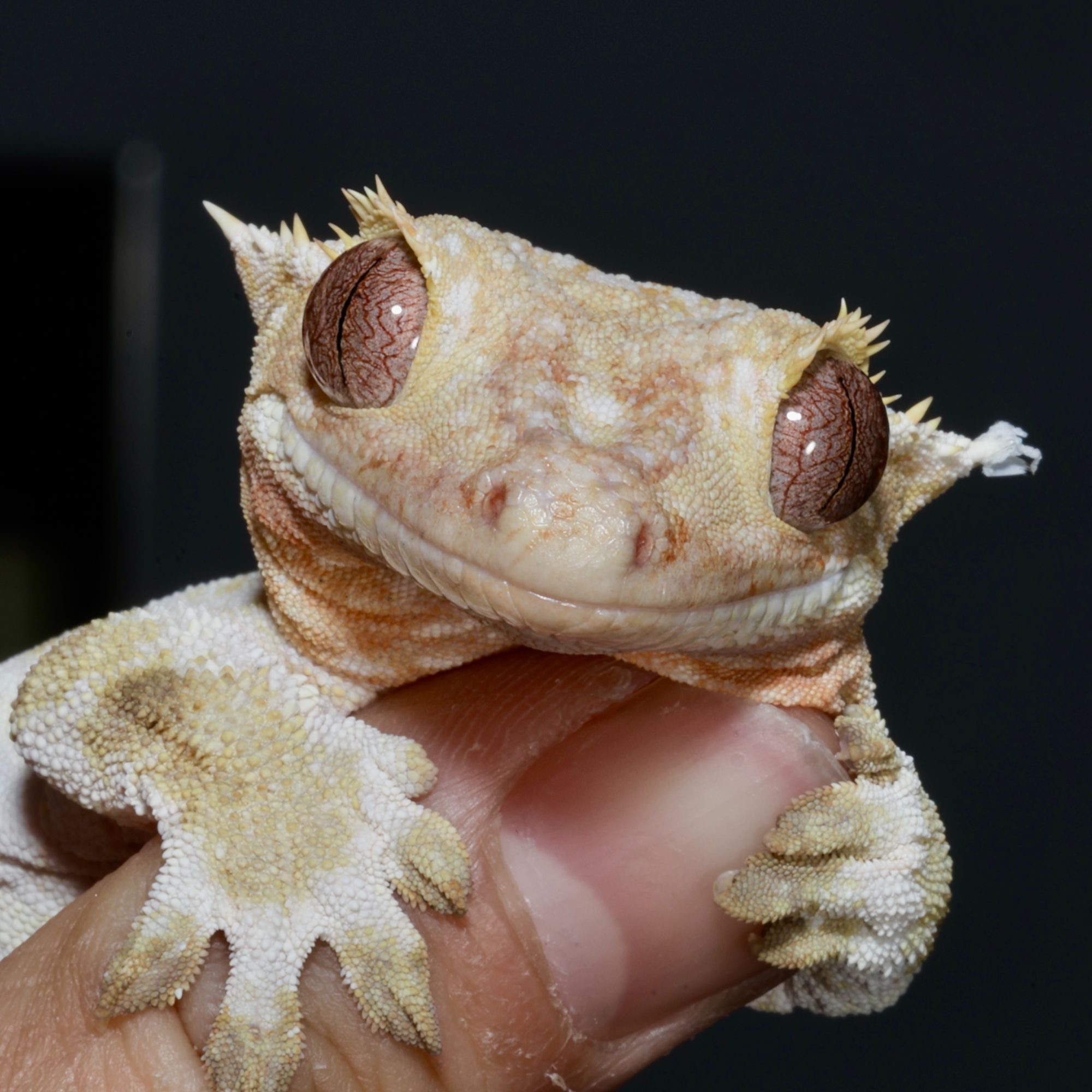 [SIGNOFGECKO]睫角守宫基因选育