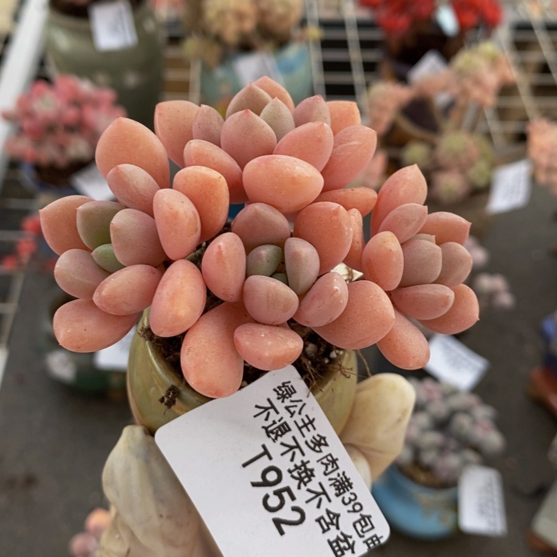 粉桃花952/7cm多肉