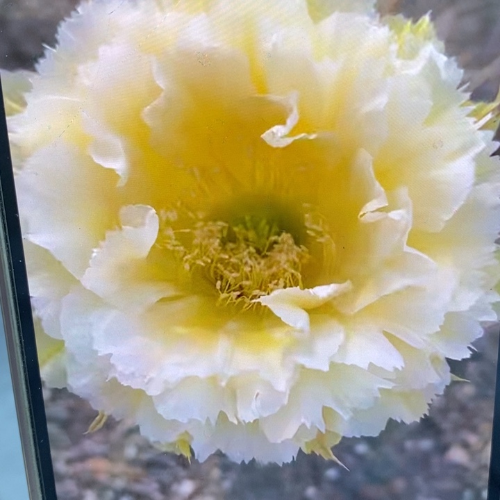 彩草黄牡丹侧芽5公分左右