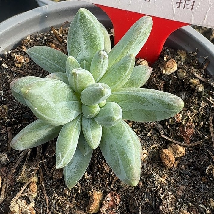 美人522多肉植物