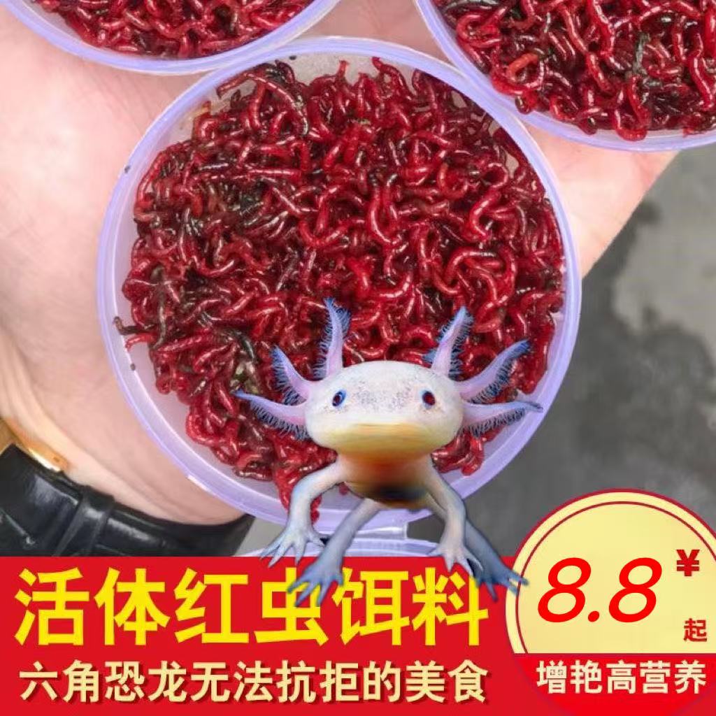 鱼食六角恐龙鱼饲料六角龙娃娃鱼蝾螈六六下沉底栖鱼专用红虫鱼粮