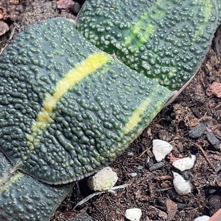 一物一拍竞拍福利拍