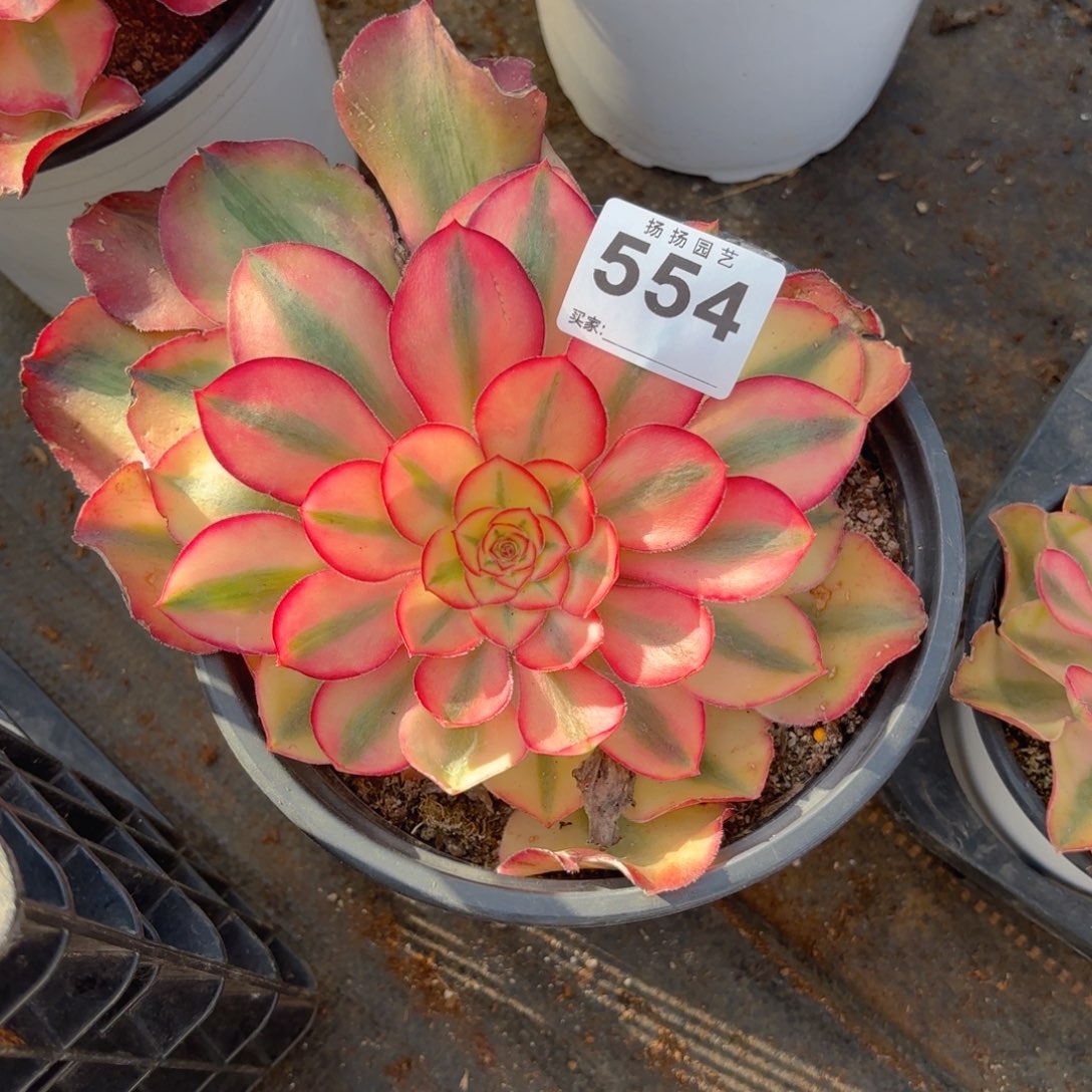 123  554多肉法师