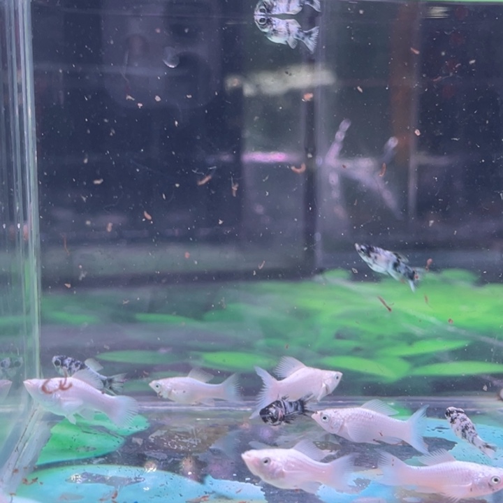人***己精品玛丽球5条水墨5条瓷白蓝钻