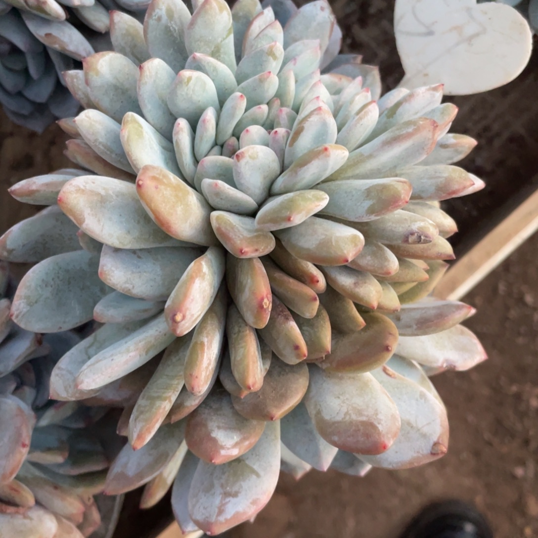 57号星影缀化多头