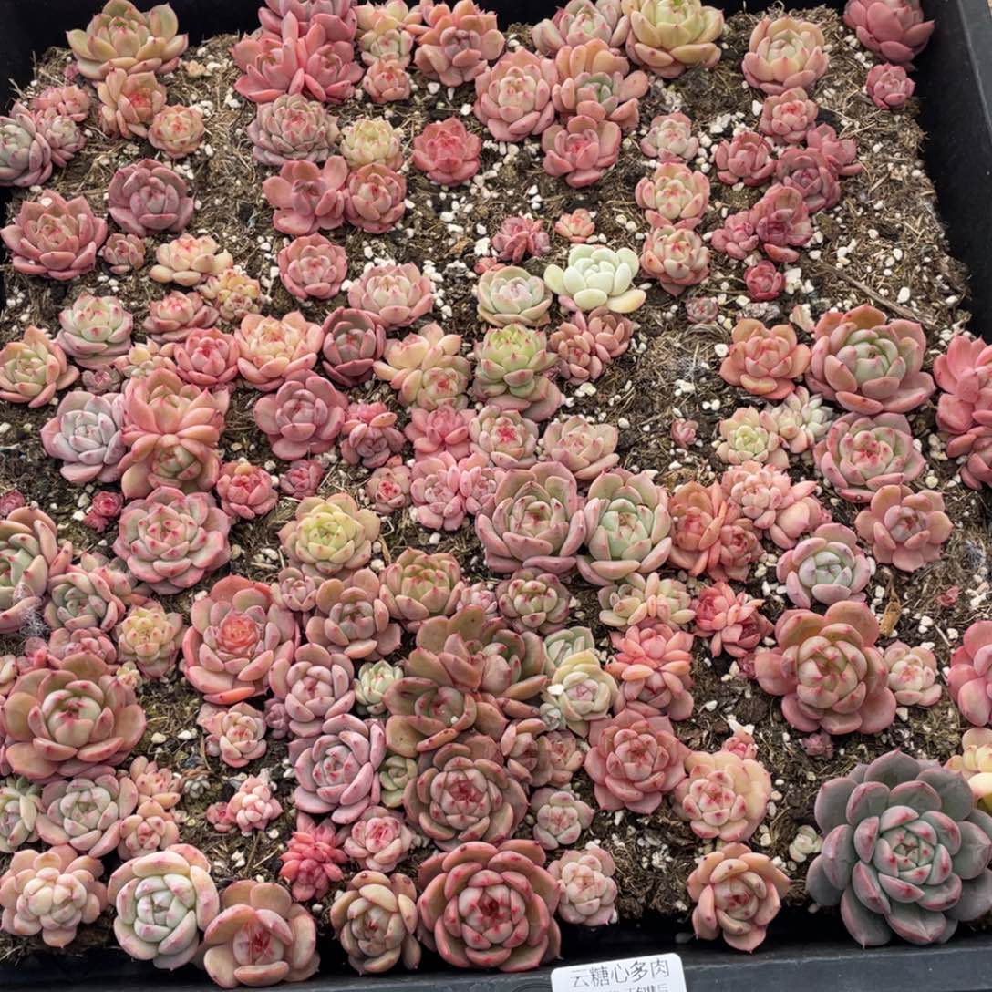 云糖心多肉植物490