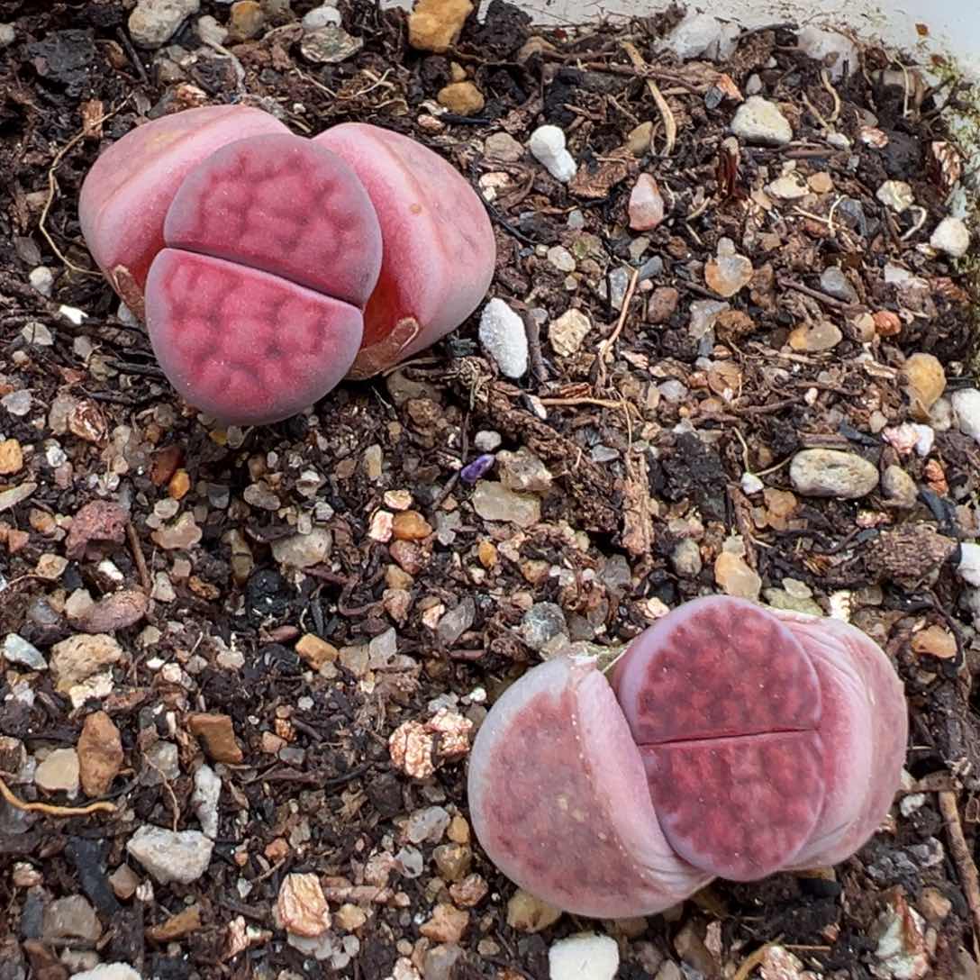 1.23好看的多肉452