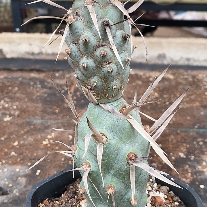 孤品自根巨型武藏野雪人造型带老斑掉头不售后