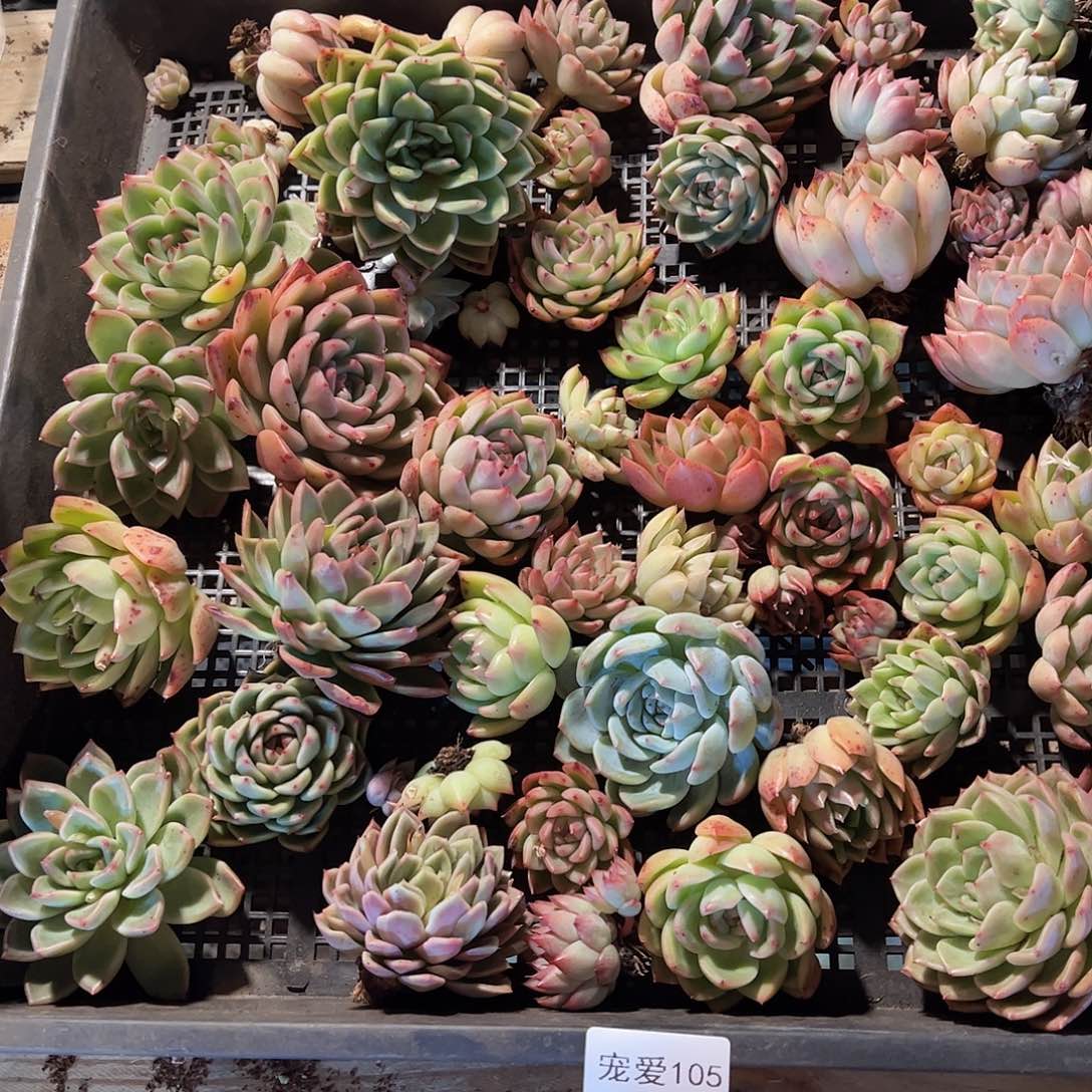 直播福利一物一拍不售后105