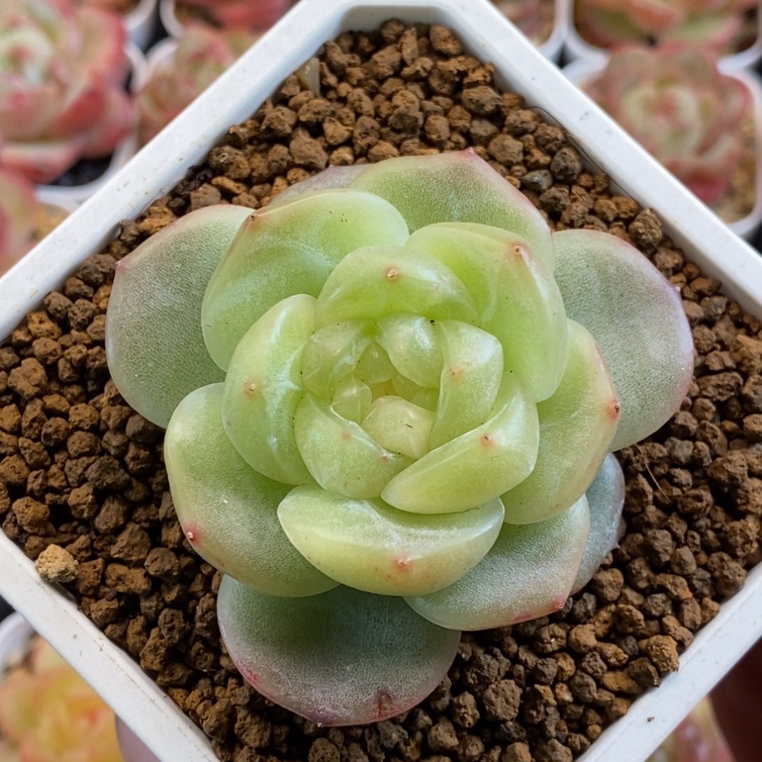 天官赐福百无禁忌