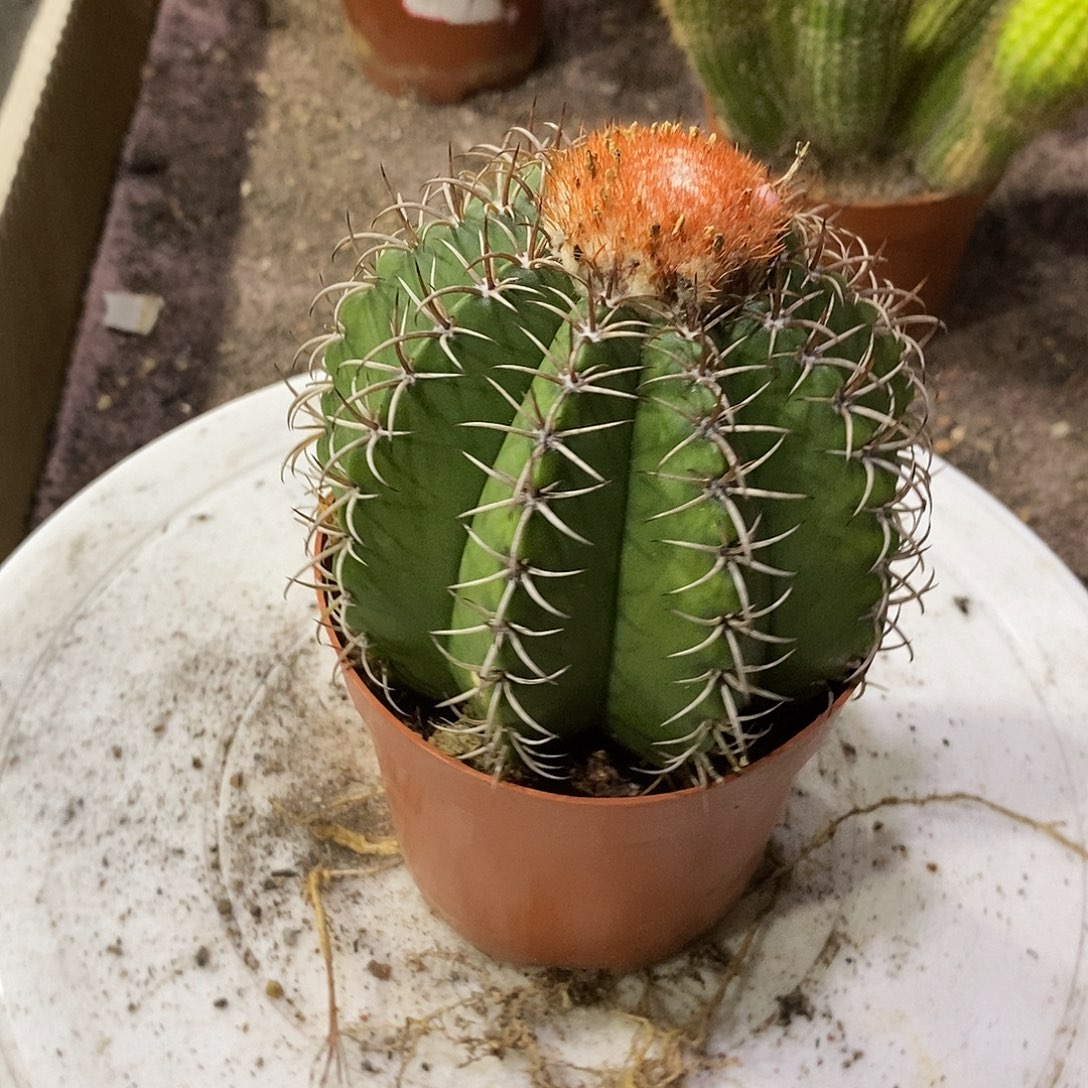 哆***）无花朵魔云仙人球仙人掌实生