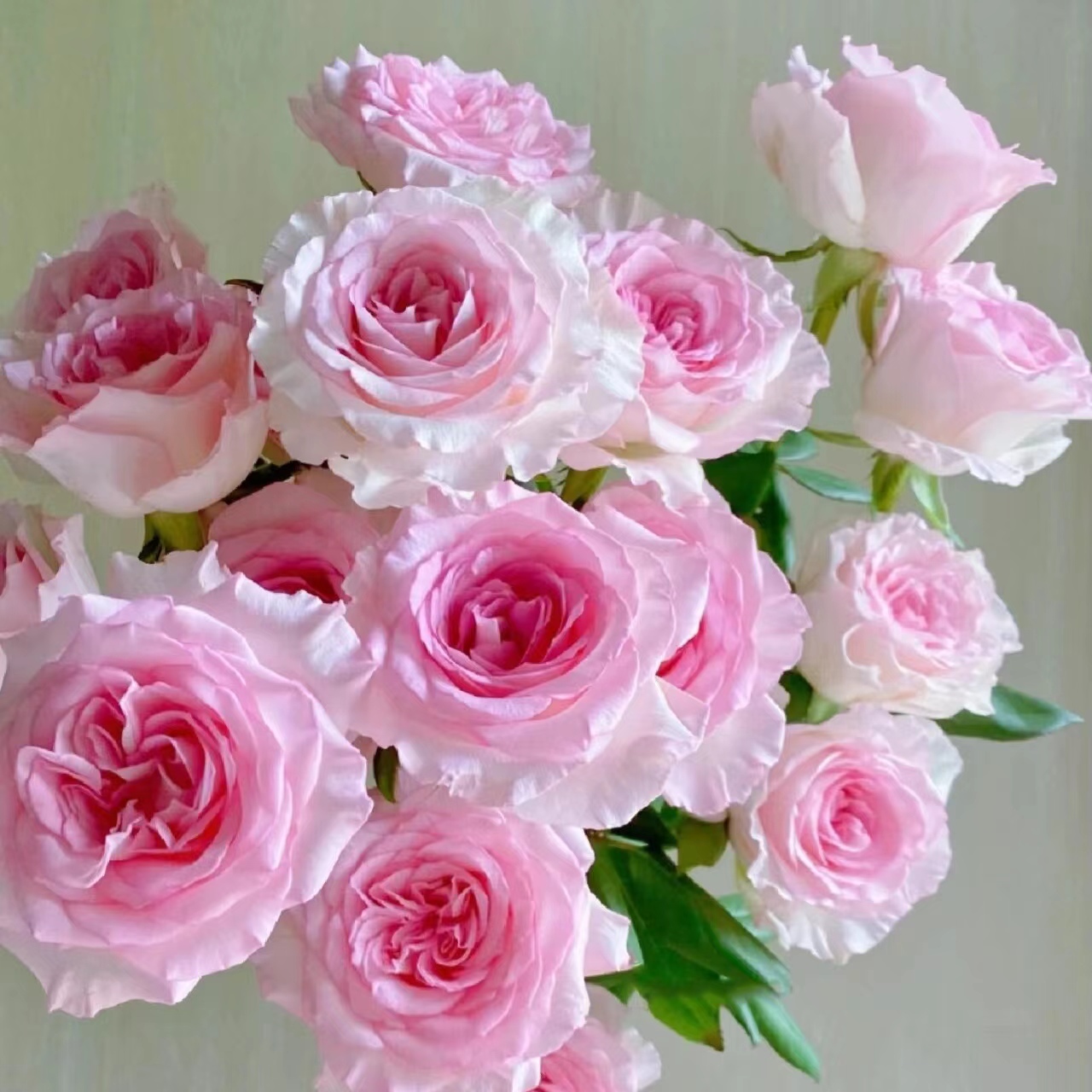 【花间物语】玫瑰 鲜切花 云南基地直发