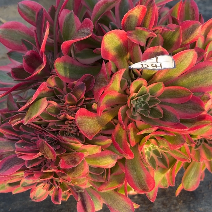 粉女巫缀断枝不包41