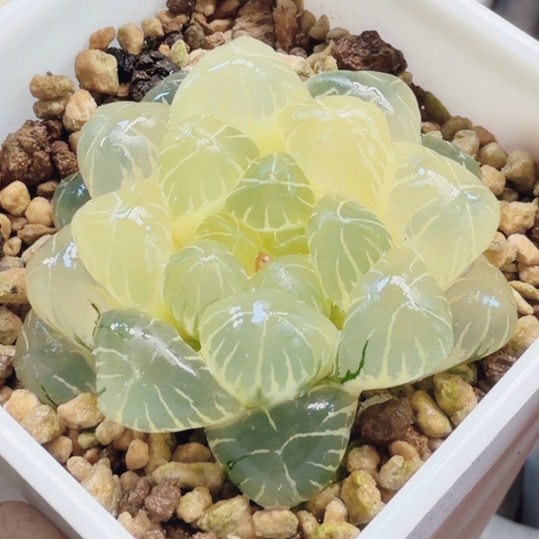 十二卷实生冰灯锦糊班