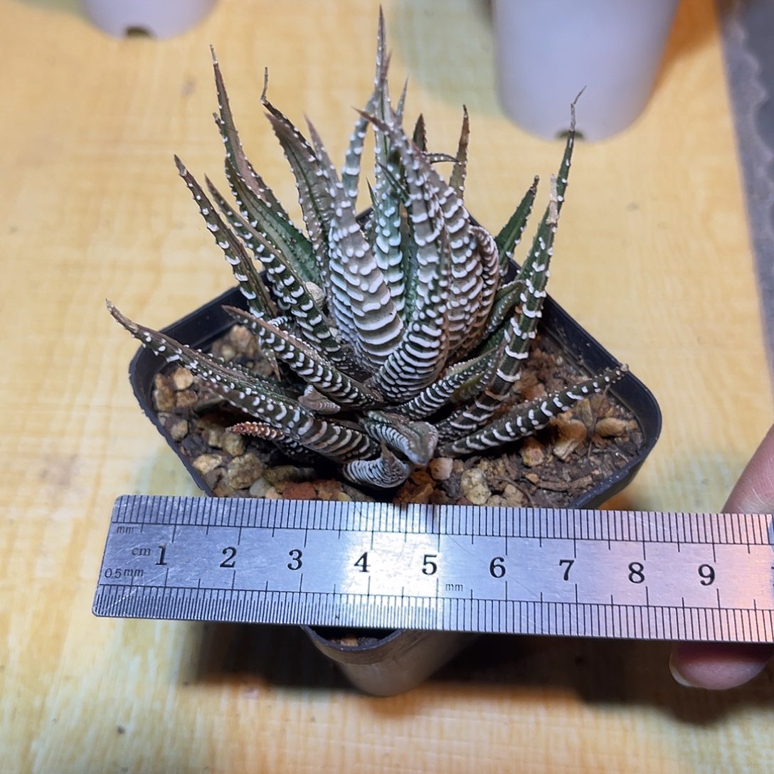 条纹十二卷锦一物一拍