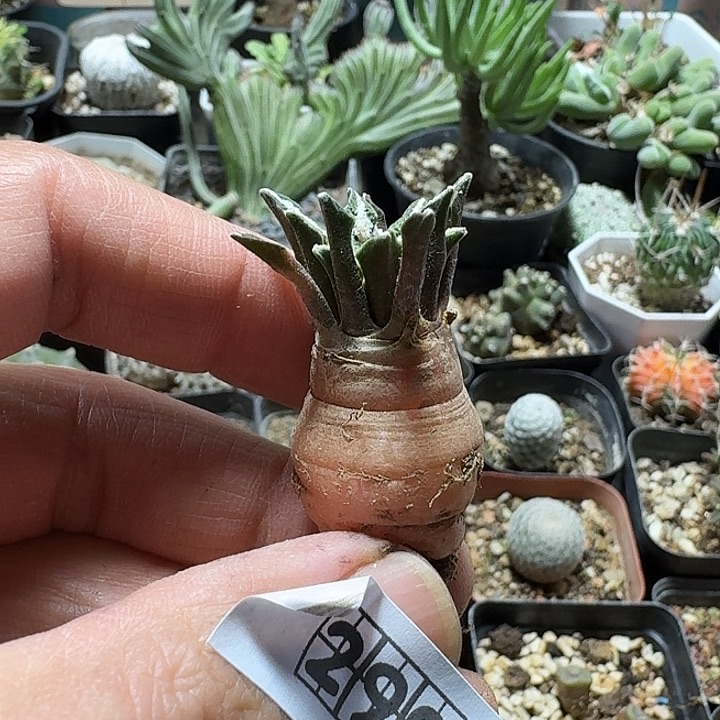 290象足黑牡丹脱土发货