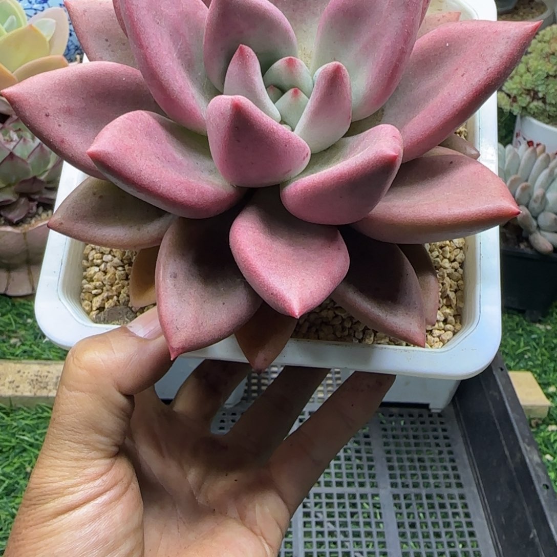 锦安精品多植物234