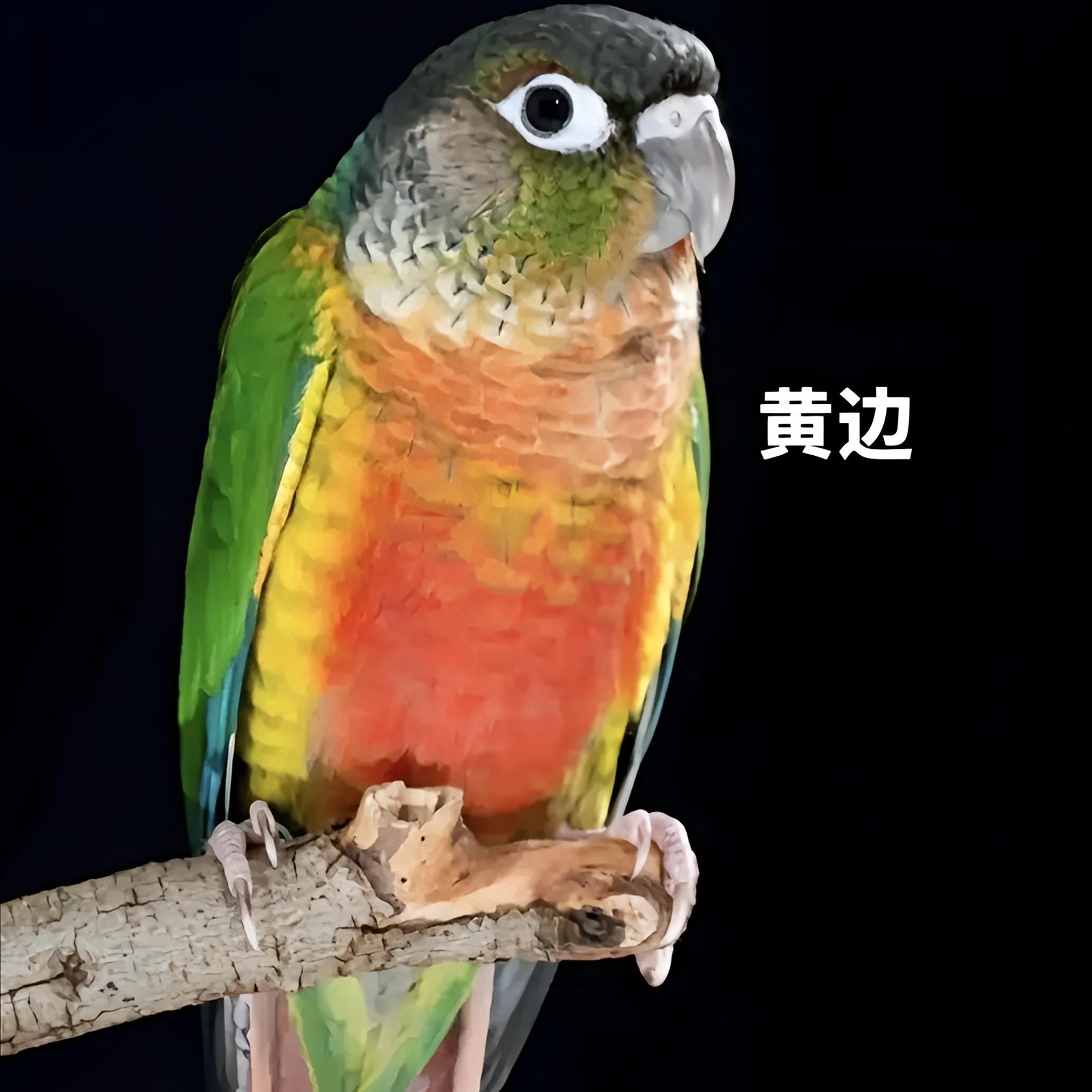 手养活体鹦鹉雏鸟 黄边 凤梨