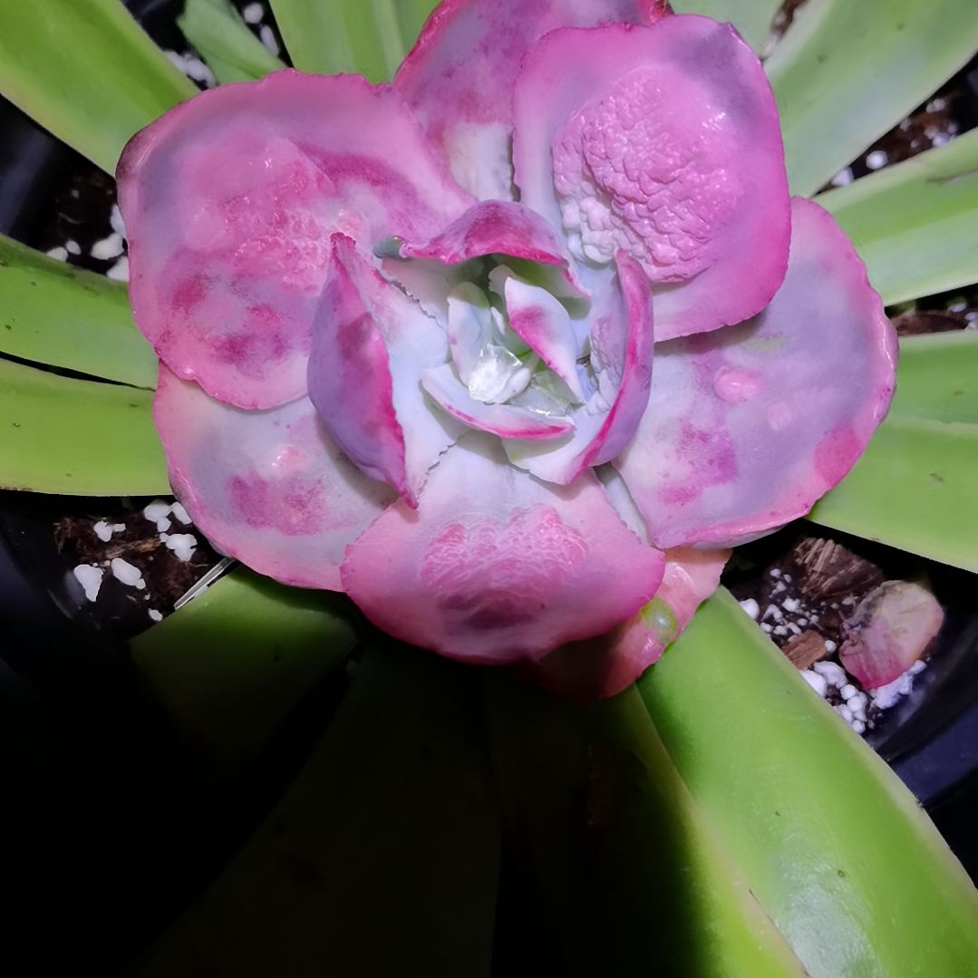 狂野男爵超白主头头盖1月底砍可以代发根